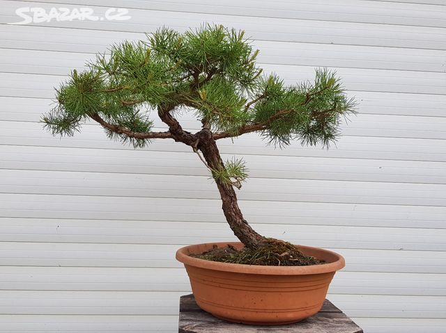 Bonsai Plzen (dobře propustnou, Plzni bude, bude vyhovovat) Bonsai Plzen
